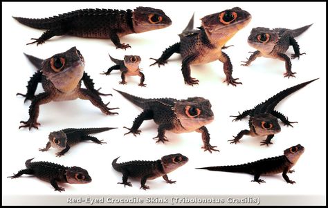 Red Eyed Crocodile Skink Red Eye Crocodile Skink, Red Eyed Crocodile Skink, Crocodile Skink, Reptile Room, What Kind Of Dog, Pet Dragon, Cute Reptiles, Beautiful Snakes, Reptiles Pet