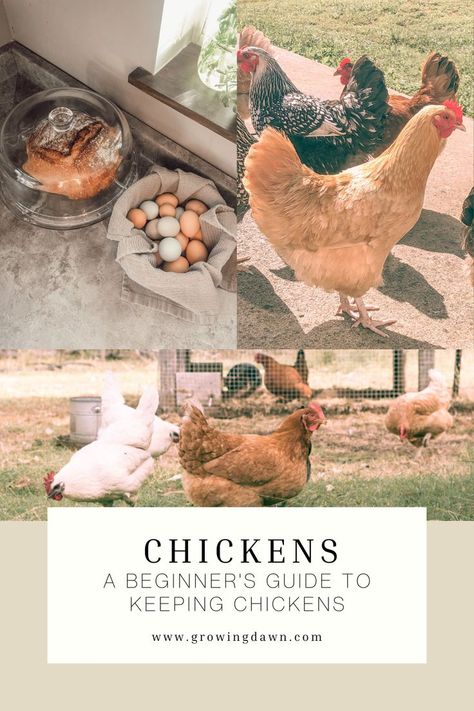 Keeping Backyard Chickens, How To Free Range Chickens, Getting Chickens For The First Time, What Do Chickens Need In A Coop, Chicken Owners First Time, Chicken Coop 20 Chickens, Getting Started With Chickens, Backyard Chickens For Beginners, Taking Care Of Chickens For Beginners