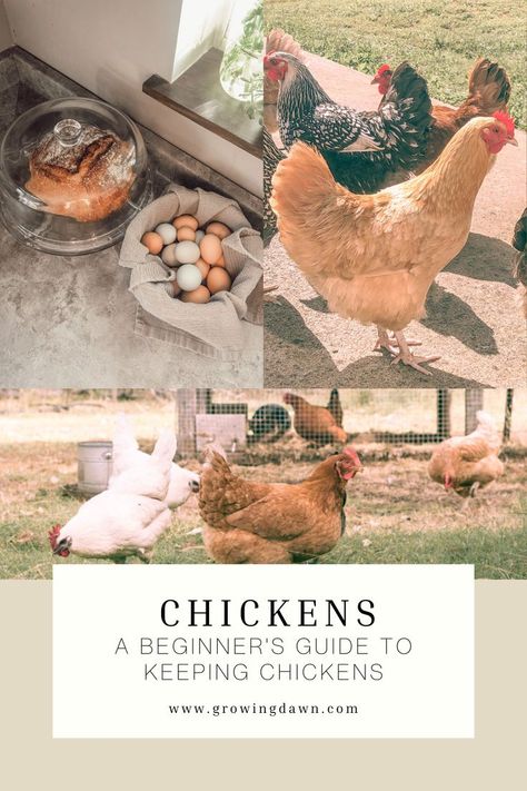 Keeping Backyard Chickens, How To Free Range Chickens, Chicken Owners First Time, Getting Chickens For The First Time, What Do Chickens Need In A Coop, Backyard Chickens For Beginners, Getting Started With Chickens, Taking Care Of Chickens For Beginners, Having Chickens For Beginners