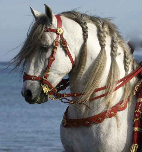 Cool photo of horse. Baroque Horse Tack, Fancy Horse Tack, Medieval Poster, Victorian Sketches, Brabant Horse, Horse With Bridle, Lannister Aesthetic, Horse Poses, Andalusian Horses