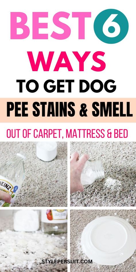 How To Remove Dog Pee Stains and Smell from Carpets, Couches, Beds, and More Dog Pee On Carpet, Cleaning Dog Pee, Dog Urine Odor Remover, Dog Urine Remover, Carpet Stain Remover Pet, Removing Dog Urine Smell, Pet Urine Remover, Cleaning Pet Urine, Pet Urine Smell