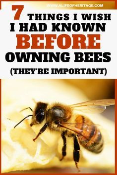 How To Start Beekeeping, Honey Bee Farming, Honey Bees Keeping, Bee Facts, Bee Hive Plans, Backyard Bee, Beekeeping For Beginners, Raising Bees, Bee Swarm