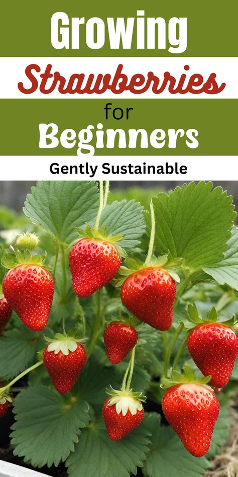 Learning how to grow strawberries is easier than you think!  Even if you're a beginner, you can be growing strawberries this year!  Let me show you the tips and tricks you need for a great year of growing your own fresh strawberries! #strawberries #howtogrowstrawberries #easygardening #beginnergardening #containergardening #balconygardening Strawberry Plant Care, When To Plant Strawberries, Plant Strawberries, How To Grow Strawberries, Types Of Strawberries, Everbearing Strawberries, Strawberries In Containers, Strawberry Planter, Strawberry Beds