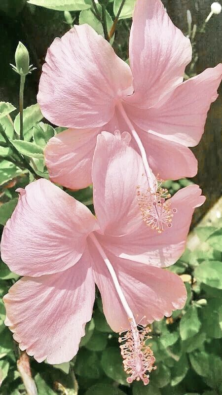 Flowers By The Ocean, Hibiscus Plant, Boquette Flowers, Nothing But Flowers, Flower Therapy, Beautiful Flowers Pictures, Pretty Plants, Flower Aesthetic, Hibiscus Flowers