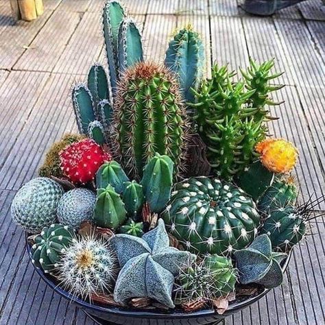 Mini Cactus Garden, Cactus Garden Landscaping, Mini Succulent Garden, Tanaman Sukulen, Kaktus Dan Sukulen, Cactus Arrangement, Tanaman Indoor, Tanaman Pot, نباتات منزلية