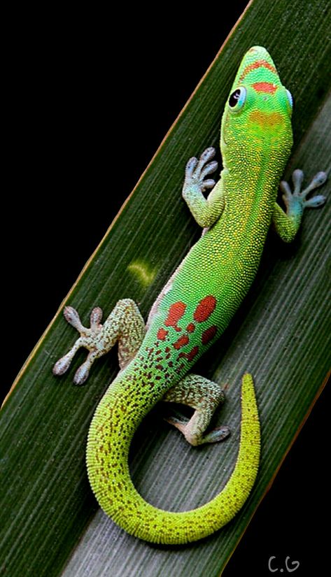 Lizard Reference, Gecko Painting, Lizard Photography, Giant Day Gecko, Gecko Drawing, Gecko Art, Day Gecko, Small Lizard, Gecko Tattoo