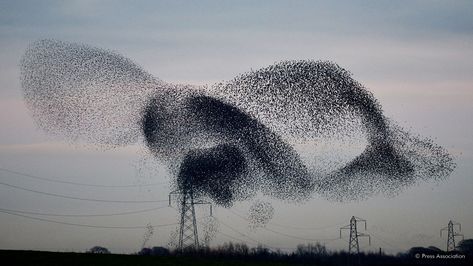 Starling, Alaska, Nature, Strength In Numbers, Scottish Borders, Flying Together, Types Of Animals, Science For Kids, Birds In Flight