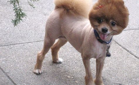 13 Insanely Cute Naked Dogs for National Nude Day (Yep, That’s a Thing) Shaved Animals, Pomeranian Haircut, Animal Facts Interesting, Spitz Pomeranian, Hair Of The Dog, Dog Haircuts, Cute Pomeranian, Sick Dog, Yorkie Dogs