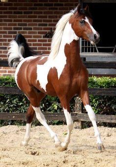 Pinto Horses, Paint Horses, Paint Horses Breed, Pintabian Horse, Weird Patterns, Cheval Pie, Pinto Horse, Paint Horse, Most Beautiful Horses