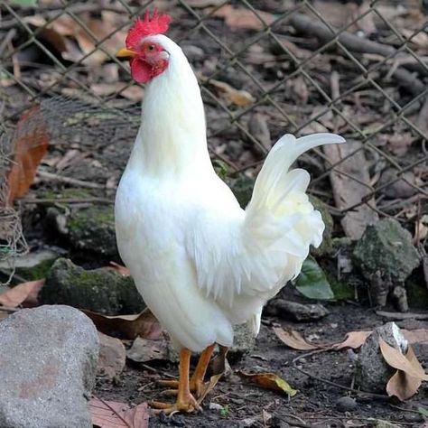 Leg Horn Chicken, White Leghorn Chicken, Cream Legbar Chickens, Leghorn Chicken, Chicken Math, Cream Legbar, Chicken Strip, Background History, Leghorn Chickens