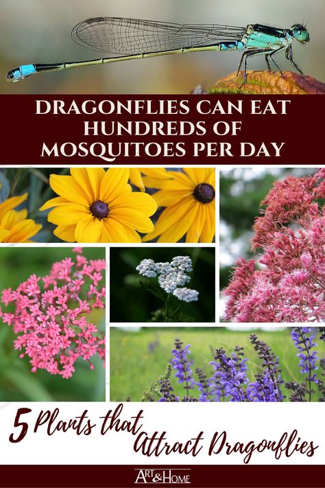 5 Plants That Attract Mosquito-Eating Dragonflies | Art & Home  ||  Dragonflies can eat hundreds of mosquitoes every day to help keep your backyard mosquito free. Here are 5 plants that attract dragonflies to your garden. Nature, Dragonflies Art, Attract Dragonflies, Mosquito Plants, Swamp Milkweed, Indigo Plant, Mosquito Repelling Plants, Modest Summer, Hummingbird Garden