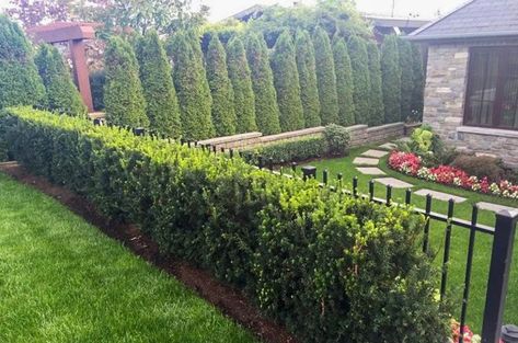 Evergreen Shrubs For Shade | Top 17 Choices — PlantingTree.com Privacy Trees Fast Growing, Hicks Yew, Yew Shrub, Shade Shrubs, Privacy Trees, Privacy Landscaping, Garden Shrubs, Fence Landscaping, Evergreen Shrubs