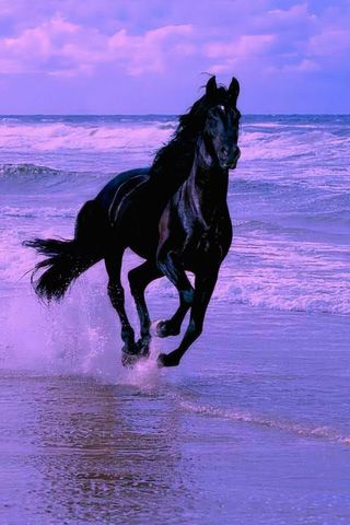 Black Horse Black, Wallpapers, Horse Wallpapers, Hobby Horse, Black Horse