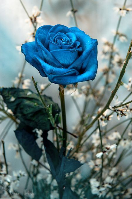 With Valentine’s Day right around the corner, we thought it’d be fitting to share our favorite rose photos found on Pinterest. Enjoy and Happy Valentine’s Day everyone! Do you often take photos of roses and other flowers? Check out our tutorials below that may help you improve your flower photographing skills. Macro … Rose Foto, Belle Rose, Have Inspiration, Rainbow Roses, Blue Roses, Love Rose, Blue Rose, Dream Garden, Love Flowers