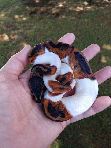 Pythons Cute, Pet Python Snake, Pretty Pet Snakes, Cool Pet Snakes, Cute Python Snakes, Cute Snake Pets, Ball Pythons Cute, Pet Snakes Aesthetic, Cute Reptiles Snake