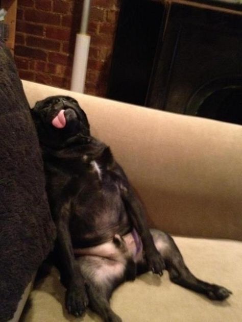 This takes an extra level of derp to achieve as you have to be comfortable with passing out in a humanlike position.  Source: i.imgur.com Cane Corso, Pug Life, Puppy Bowls, Fu Dog, Love My Dog, 웃긴 사진, Cute Pugs, Pug Love, Sleeping Dogs