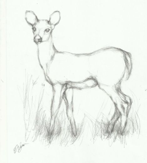 Deer drawings Easy Animals To Paint, Deer Drawing Sketches, Simple Animal Sketches, Pencil Art Simple, Drawing A Deer, Drawing Of Deer, Animals Drawing Easy, Drawings Of Deer, Pencil Sketches Of Animals
