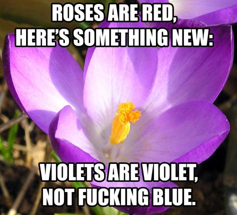 That's not a violet, that's a crocus. Also, violet is actually a deep blue and violets are indeed blue. Akita, Funny Texts, Roses Are Red Funny, Roses Are Red Poems, Funny Poems, Roses Are Red, Laughing So Hard, Bones Funny, Funny Cute