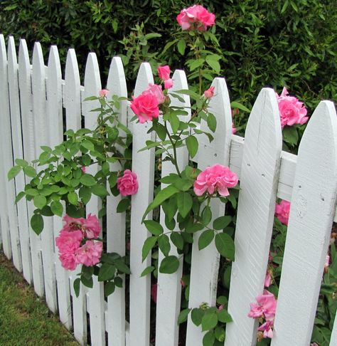 Pink Roses on a White Picket Fence | Peeking through the fen… | Flickr Picket Fence Garden, Wood Picket Fence, White And Pink Roses, White Fence, Garden Vines, White Picket Fence, Picket Fence, Decoration Idea, Garden Fencing