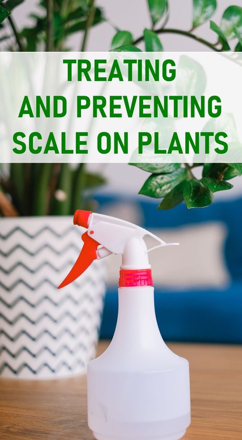 Treating and Preventing Scale on Houseplants Bugs On Indoor Plants, Scale On Plants, Gnats In House Plants, Jade Plant Care, Common House Plants, Plant Bugs, Pest Prevention, Organic Gardening Pest Control, Jade Plant