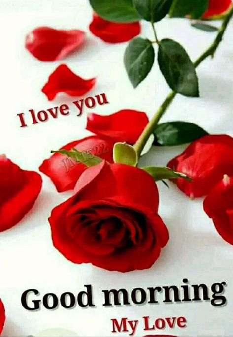 Good Morning Love Images To Wish Girlfriend Good Morning Roses Images Love, Good Morning Images For Love, Good Morning Love Images, Good Morning Rose Images, Good Morning Romantic, Good Morning Kisses, Good Night I Love You, Good Morning Love Gif, Lovely Good Morning Images