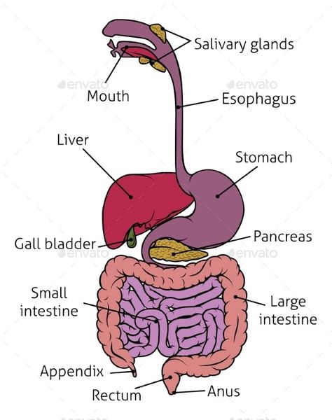 Digestive System Project, Digestive System For Kids, Digestive System Model, Digestive System Diagram, Body Systems Project, Digestive System Anatomy, Human Respiratory System, Human Body Science, Sistem Pencernaan