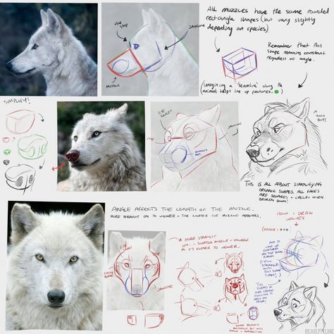 EtheringtonBrothers on Twitter: "Our feature artist/tutorial for #LEARNUARY today is this SIMPLY WONDERFUL page of notes by the excellent @BearlyFeline! Beautiful explanations, wonderful illustrations and real-world examples, a perfect tutorial! #wolves #dogs #wolf #characterdesign #artips #drawing #tutorial… https://t.co/04KANzJhCR" Drawing Advice, Canine Drawing, Artist Tutorials, Wolf Sketch, Dog Anatomy, Animal Study, Canine Art, Wolf Drawing, Animal Sketches