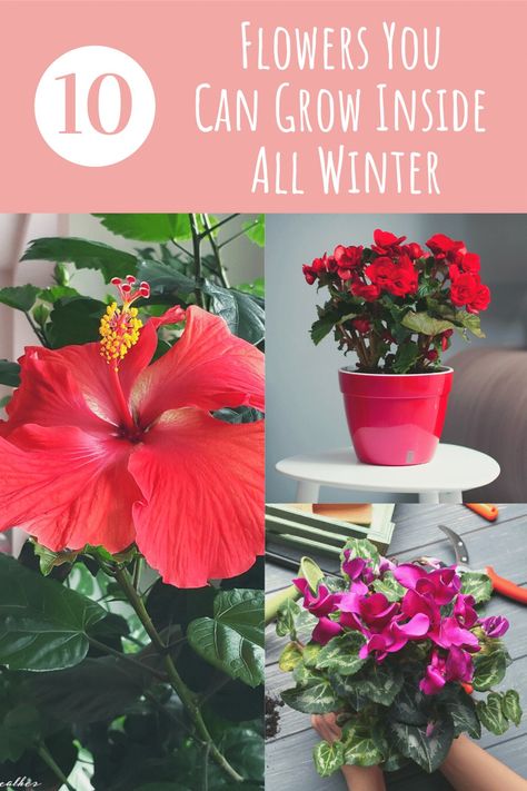 Indoor Flowers Decor, Winter Flowers Garden, Inside House Plants, Care For Succulents, Indoor Plant Ideas, Flowering House Plants, Easiest Flowers To Grow, Indoor Plant Stand, Houseplants Low Light