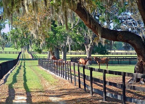 Scenic Central Florifa - Ocala, Florida Costa Maya, Big Farm, Farm Plans, Ocala Florida, Marion County, Visit Florida, Horse Ranch, Ranch Life, Old Florida