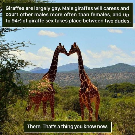 18 Weird Animal Facts You Can Probably Live Without - I Can Has Cheezburger? Nature, Weird Animal Facts, Funny Animal Facts, Giraffe Facts, Animal Facts Interesting, Unusual Facts, History Facts Interesting, Unbelievable Facts, Animal Facts