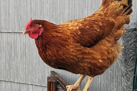 Cinnamon Queen Chicken: A Layer You Can Hug Cinnamon Queen Chicken, Cinnamon Queen, Rhode Island Red, Egg Production, Egg Laying, Chicken Breeds, Best Mother, Chickens Backyard, The History