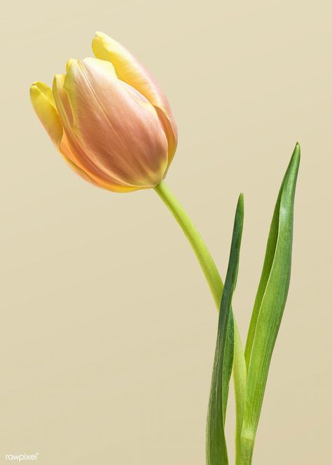 Blooming tulip flower on a cream background | premium image by rawpixel.com / Teddy Rawpixel Tulip Photo, Spring Flowers Photography, Flower Invitation Card, Postcard Wall, White Lily Flower, Macro Photography Flowers, Yellow Rose Flower, Yellow Tulip, White Rose Flower