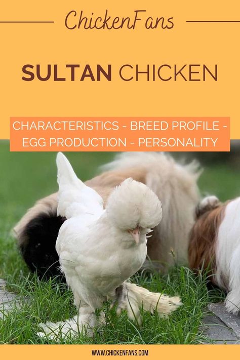 Sultan chickens are as royal and dignified as their name suggests. This is an old breed too, and it has quite a storied history. More importantly, however, it’s a breed with a lot of unique characteristics and needs that you should be aware of if you’re planning on adding one or more of these gorgeous birds to your flock. So, here’s all you need to know about the Sultan chicken. Sultan Chicken, Polish Chicken, Egg Production, Egg Laying, Chicken Breeds, Unique Characteristics, Chicken Eggs, Chickens Backyard, Pet Birds