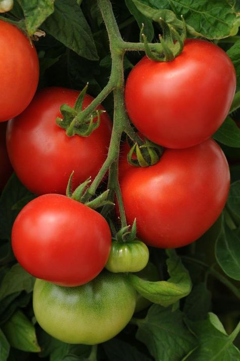 Freezing Tomatoes | How to Freeze Tomatoes | HGTV Nature, Soup Recipes Tomato, Freezing Cherry Tomatoes, Freeze Tomatoes, Tomatoes Soup, Freezing Fresh Herbs, Freezing Tomatoes, Harvest Storage, Cucumber Dip