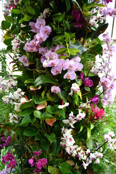 Orchid Archway at the Kew Gardens Orchid Festival 2018 Orchid Garden Design, Beautiful Tropical Gardens, Orchids In The Wild, Orchidarium Ideas, Orchid Garden Ideas, Garden Orchids, Thai Garden, At Home Garden, Orchid Wall