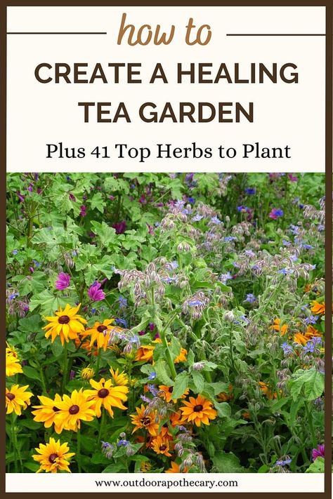 Tea Garden Herbs, Diy Tea Garden, Herbs For Tea Garden, Herbs For Medicinal Purposes, Drying Herbs For Tea, Herbal Medicine Garden, Herbs For Asthma, Tea Garden Plants, Healing Herb Garden