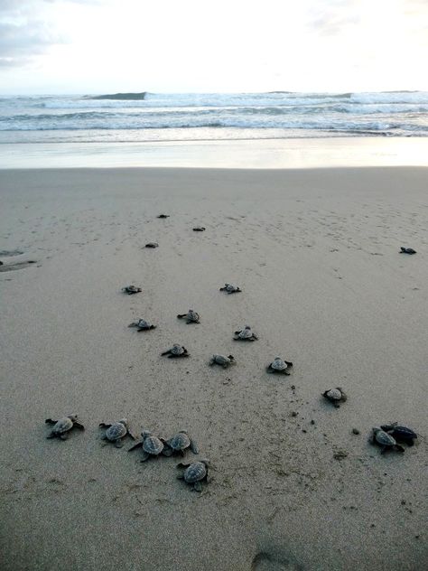 Volunteer in Costa Rica... http://www.oysterworldwide.com/gap-year-in-costa-rica.php Costa Rica, Costa Rica Turtles, Vision Board Volunteer, Costa Rica Volunteer, Coata Rica, Costa Rica Sea Turtles, Bison Board, Moving To Costa Rica, Turtle Conservation