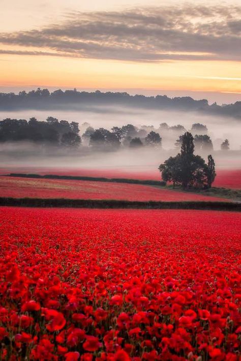 Poppy Fields, Breathtaking Photography, Garden Aesthetic, Images Esthétiques, Poppy Field, Ideas Garden, Poppy Flower, Flower Field, Nature Pictures