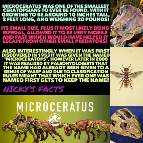 All awww at the smallest herbivore of Isla Nublar! 🦴🐝 #microceratus #jurassicworld #jw #dinosaur #wasp #prehistoricanimals #extinct #microceratops #fossils #islanublar #paleontology #dinosaurs #cuteanimals #prehistoric #ceratopsian #jurassicparkfan #extinctanimals #bugs #namechange #dino #nickysfacts Wasp, Isla Nublar, History Facts Interesting, Extinct Animals, Name Change, Prehistoric Creatures, Prehistoric Animals, History Facts, Jurassic World