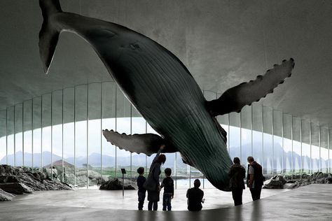 Norway Is Opening a Museum Dedicated to Whale Watching | Travel + Leisure Bergen, Whale Species, Danish Architecture, New Architecture, Architecture Ideas, The Whale, Arctic Circle, Coastal Landscape, Design Competitions