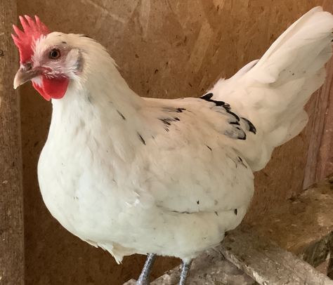 This is an Austra White, a cross between a Black Australorp rooster and a White Leghorn hen. The breed was developed in the early 1900’s. They take on characteristics of both breeds and are consistent layers of white eggs. They are considered good flyers, like to roost high, and are not really the broody type. A pretty bird with lots of character!  #chickens #hens #austrawhite #chickenbeeds #egglayers #whiteegglayers #whitechickenswithblackspots #whitechickenbreeds #poultry #raisingchickens Leghorn Hen, Australorp Rooster, White Chicken Breeds, Black Australorp, Best Laying Chickens, Leghorn Chickens, Laying Chickens Breeds, White Hen, Laying Chickens