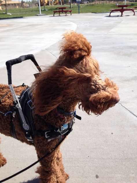 Red Standard Poodle on duty as a mobility service dog. Standard Poodle Service Dog, Poodle Service Dog, Mobility Service Dog, Red Standard Poodle, Standard Poodle Puppy, Service Dogs Breeds, Service Dog In Training, Service Dogs Gear, Poodle Puppy Standard