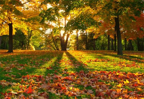 30 Picturesque and Colorful Autumn Photos | Naldz Graphics Lombok, Autumn Scenery, Autumn Beauty, Fall Pictures, Backdrops Backgrounds, Fall Photos, Photography Backdrop, Beautiful World, Milwaukee