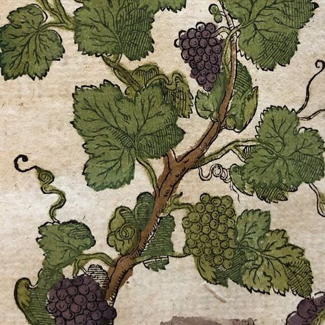 @bibliotheca_rarebooks on Instagram: "🍇Vitis or grapes According to archeological evidence, grapes have been enjoyed and known by humans for the whole of their existence. The earliest cultivation of domesticated grapes is recorded approximately 6000 BCE. Grapes have primarily been used for winemaking purposes. In antiquity, since water wasn’t always safe to consume, wine was the preferred drink. Grapes were an important feature in ancient mythology, and did even have their own god, Dionysus or Ancient Greece Aesthetic, God Dionysus, Grapes Wine, Greek Wine, Greek Memes, Cabin Aesthetic, Greek Pantheon, Greek Gods And Goddesses, Ancient Mythology