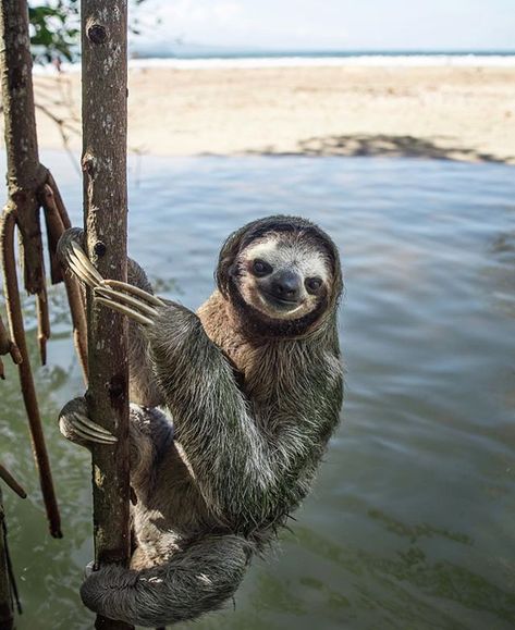 Well fancy seeing you here!  The sweetest smiling #sloth found hanging out at the beach via @wernerhorsepower! #costaricaexperts #costarica #sloths Costa Rica Sloth, Sloth Pictures, Costa Rica Animals, Cute Sloth Pictures, Wallpaper Animals, Three Toed Sloth, Sloth Life, Animals Tattoo, Tattoo Nature