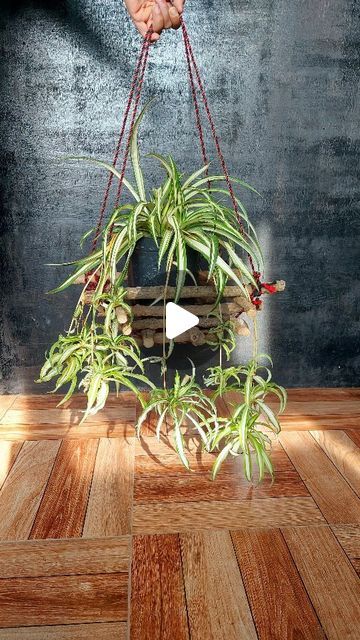 Couture, Plant Hanging Ideas Diy, Hanging Planters Diy, Macrame Hanging Plants, Hanging Plant Ideas, Plant Holder Diy, Tree Branch Crafts, Dried Tree Branches, Plant Holders Indoor