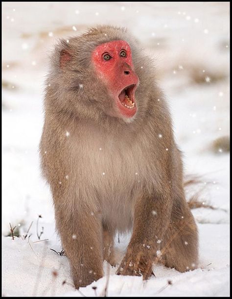 Monkey Reference, Snow Monkeys Japan, Asian Animals, Monkey Photo, Japanese Monkey, Snow Monkeys, Macaque Monkey, Japanese Macaque, Squirrel Monkey