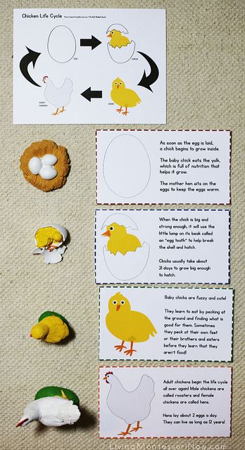 Egg Activities, Life Cycles Preschool, Life Cycle Activities, Easter Egg Activities, Easter Egg Printable, Science Life Cycles, Chicken Life Cycle, Montessori Science, Animal Life Cycles