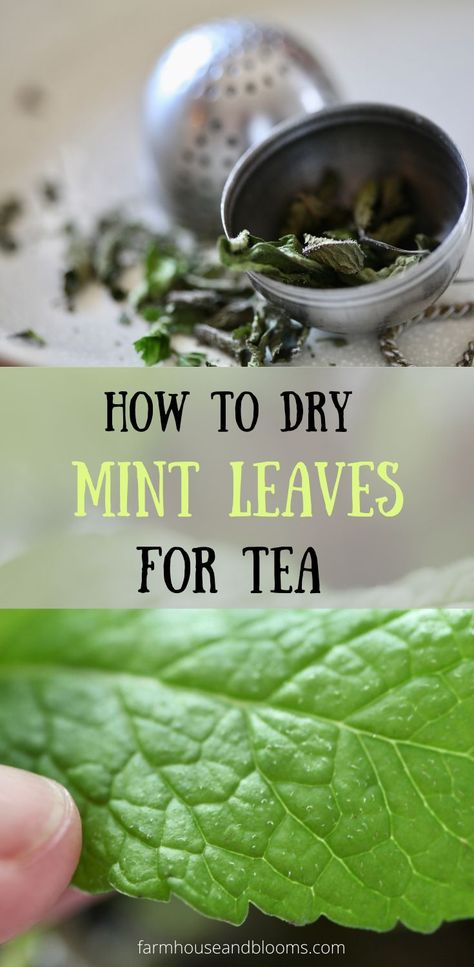 two pictures, one of dried mint leaves and a tea ball, and one of a green mint leaf Uses For Mint Leaves, Dry Mint Leaves, Mint Plant Uses, Mint Leaves Recipe, Mint Recipes Fresh, Mint Tea Recipe, Drying Fresh Herbs, Drying Mint Leaves, Fresh Mint Tea