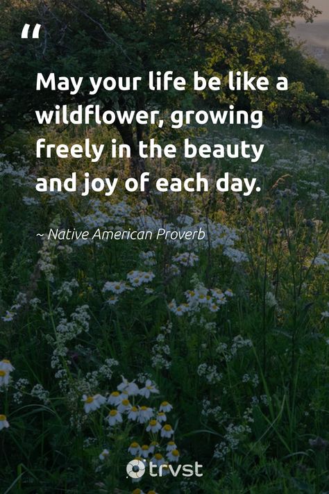 Wildflower Quotes, Native American Proverbs, Wild Flower Quotes, Native Quotes, American Indian Quotes, Wild Quotes, Proud Quotes, Native American Proverb, Lessons Taught By Life